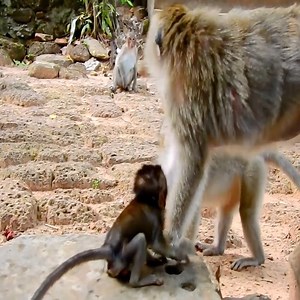 Baby monkey screaming for mom | Daily Monkey