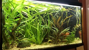 1K views · 17 reactions | Poecilia wingei “Campoma nr 9”, Phallichthys quadripunctatus | Alderhandt's Fish for Hobby | Facebook