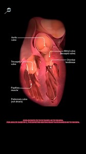 A normal resting heart rate for adults ranges from 60 to 100 beats per minute. Generally, a lower heart rate at rest implies more efficient heart function and better cardiovascular fitness. For example, a well-trained athlete might have a normal resting heart rate closer to 40 beats per minute. | Doctor X