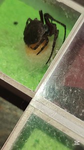 277K views · 1.5K reactions | Amazing Spider Laying Eggs #trendingreels #reelsfb #zaldytv2019 #spiderverse #viralpage #spider | ZaldyTv2019 | Facebook