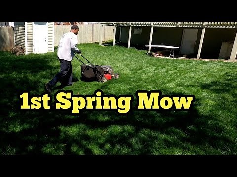 How To Mow Overgrown Turf Type Tall Fescue