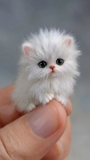 How is this even a real kitten?? 🥹🤍 Pocket-sized floof with big “protect me forever” energy ✨ If you found this baby in your hand, what would you name them? 😼 Drop your cutest name ideas below ⬇️ #kitten #catlover #cute | Wish Ai Creator