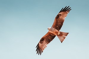 Biblical Meaning Of Seeing A Hawk: Are You Being Called By God?
