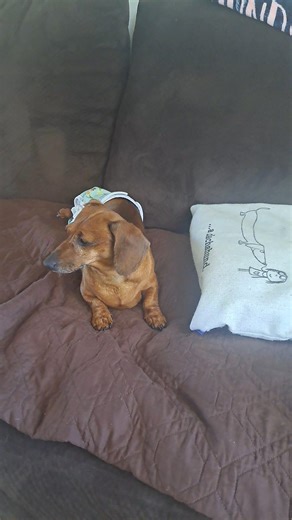 Sunnie Sunshine 🌞 wiggles | CrackersandPeanuts