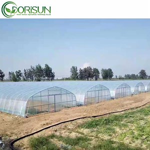 [Hot Item] Farming Natural Tunnel Greenhouse Vegetables Planting Top Vent Sawtooth Roof Plastic Greenhouse for Sri Lanka