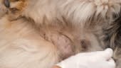 Close up shot of a cancerous tumor in a dog, breast cancer, oncology....