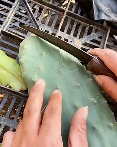 Grafted Cacti Creations | Nandini Kumari | Facebook