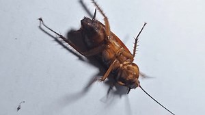 Cockroach View Lying Supine Upwards Alone Stock Footage Video (100% Royalty-free) 3618422587 | Shutterstock