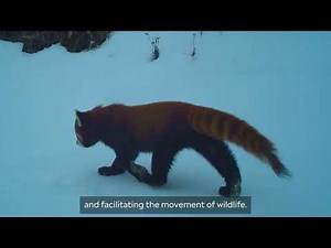 Protected Areas of Bhutan: Biological Corridor 1 (BC-01) (Dzongkha Narration)