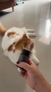 CARA BELI?! Klik Link Beli ini Bunda, HAAH>> https://s.shopee.co.id/40L2E9OwKw?share_channel_code=4 (Pet Oil Pororo) Pecinta kucing, yuk berikan perawatan terbaik untuk bulu kucing kesayangan! Pet Oil Pororo adalah rahasia untuk mendapatkan bulu kucing yang sehat, lembut, dan berkilau. Jangan sampai ketinggalan, Bunda! @semua orang @penggemar berat @pengikut #reels #pororoandthegank #farrelarkanza #inipororo #kucingpororo #pororokucing #cicichania #pecintakucing | Estetik FansPage