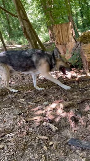 ‍了Bring YOUR dog/s to try out all the new dog agility equipment and...