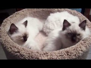 Ragdoll Cat Adoption November 2006