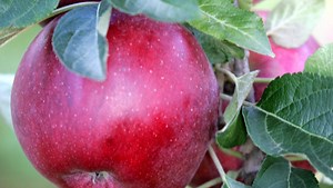 Draft Picks: Making hard cider fondue