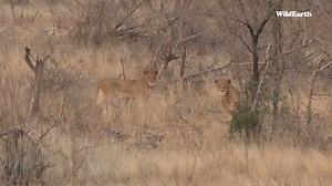 Lions on foot. An incredible bush walk encounter. #wildearth #lions #bushwalking | Wildearth