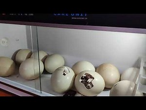 Ostrich egg incubation