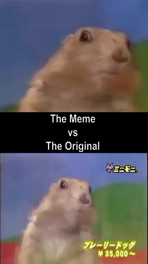 Parrydog Meme - The Original Prairie Dog Vine Compilation