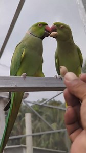 🦜I had a Pair of Parrots 😭😭😭 | Sami Loft & FarmHouse