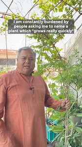 213K views · 7.8K reactions | Say hello to the fastest growing plant that will shoot up in a couple of months: Remember, Sahjan (Moringa) is the answer. #peepalbaba #moringa #fastestgrowing #bamboo #peepalbabasays #evergreenplant #nurtrientrich #naturelovers #easymaintanence #peepalbabafoundation | Peepal Baba | Facebook