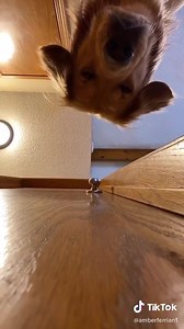 2.8K views · 49 reactions | Peek a boo ✨ How cute is this puppy  | Unicorn Cosmetics | Facebook