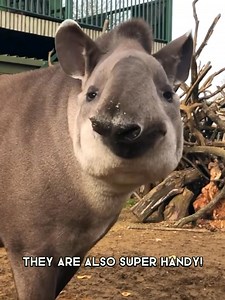 Brazilian Tapir - cuddliest giants of brazil #animals #wildanimals #nature #animalswildlife #tapir | Fountain of Life Ministries International