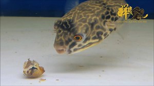 1.3K views · 31 reactions | Feeding MBU puffer with snail. 喂皇冠河豚吃蜗牛。 | Xian Long Aquatic | Facebook