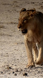 Regal Stride: A Purposeful Female Lion Charts Her Path #lion #lions #etosha #etoshanationalpark #etoshapark #namibia #namibiasafari #safari | Madbookings - Travel Experts in Africa & Asia