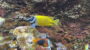 The foxface rabbitfish, Siganus vulpinus, produces venom in the spines of fins