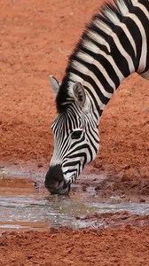 Zebra Drinking Water Wincent yAoer #wildlife #nature #zebra | HAWI Studios
