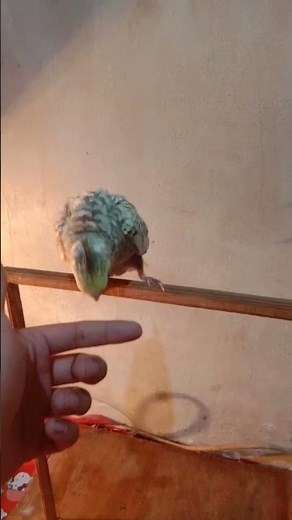 cara melatih burung falk biar bisa nyamperin gaess!!!