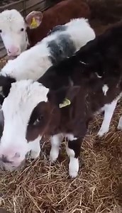 This farmer's poem is brilliant and bang on point! 👏 | FarmingUK