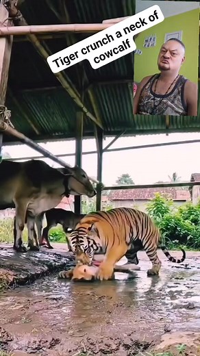 Tiger crunch a neck of cowcalf | Torino Finest