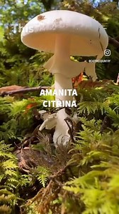2K views · 118 reactions | #Amanita Citrina, the false #Deathcap Alas once again my search for a death cap is thwarted. Actually this is a very spectacular #mushroom in its own right. Smaller than a death cap, more common and far less #dangerous . . . . #poisonous #poisonousmushroom #toxic #mushroomhunting #fungi #wildfungi #wildmushrooms #forager #foraging #wildplants #muscimol #hallucinogenic | Eat The Country | Facebook