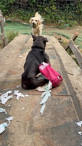 🛑 CRITICAL 🛑 720 diapers per month, even when they aren't mysteriously exploding. ➡️ Diapers, diaper tape and ass wipers needed STAT ⬅️ ⬇️ Order in the comments (IG, Link in Biop ⬇️ | Angels With Misplaced Wings