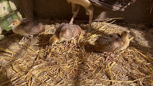 Our peachicks with their mum peahen Chick-Jagger #peachick #peafowl | Caenhill Countryside Centre