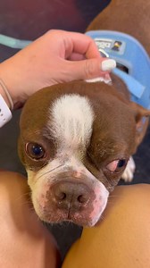 71K views · 2.5K reactions | Meet Donald!  He is the SWEETEST 4-year-old hospice adoption from SICSA Pet Adoption and Wellness Center who has stage 2 renal disease… he needs a home where he can rest, recover, and be loved! ❤️ | Dayton 24/7 Now | Facebook