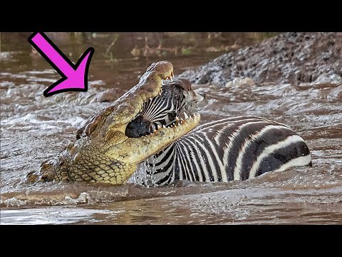 5 times Zebra was eaten alive by Crocodiles