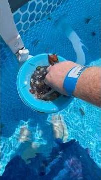 Deluxe Intex Pool Skimmer