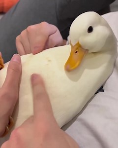 Spoiled duckies 😂🦆 Adorable #duck #love #foryou | Duck Lover