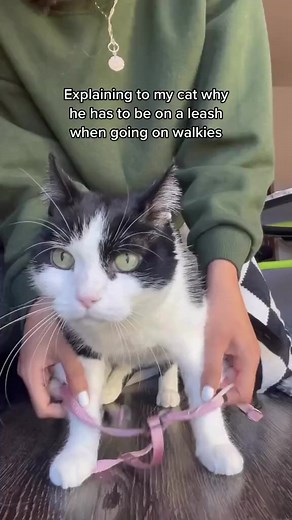 I like to take my cat on walks 🤣 #cat | Toothless Nugget