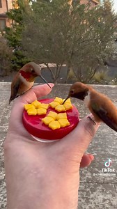 Such an amazing video from @hummingbirdprincess | I Love Hummingbirds
