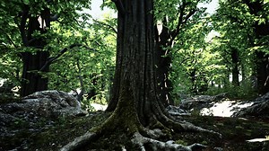 Asian tropical rainforest with moss