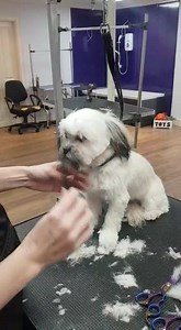 39 reactions · 3 comments | Wee babe Dottie had a lovely spa day  What a clever girl sitting so good for her haircut! Must be the singing  | Cambuslang Dog Grooming and Hydro Spa | Facebook