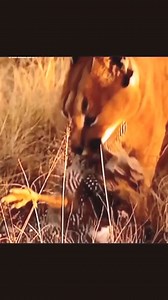 Daily African Animals on Reels