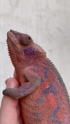 3.5K views · 56 reactions | A little color and pattern change from...