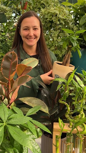 Plants for Prosperity 🌿✨ Infuse your space with luck and positive energy in the coming year by introducing these lucky houseplants! 🍀 🌴 Money Tree: Beyond its aesthetic appeal, the Money Tree is a feng shui favorite, symbolizing prosperity and positive energy. The braided trunk signifies the five elements and placing it in the Southeast corner is believed to attract financial success. It thrives in high, indirect light and prefers to dry out between waterings. 🎋 Lucky Bamboo: Despite its nam