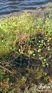 A wild catch. Would BOGO apply for the Bass Classic?! 🤔 #fittedtofish | Tampa Fishing Outfitters