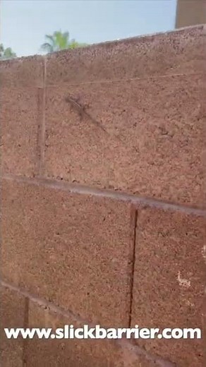 Keep Lizards out of your yard!