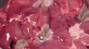 Chicken Liver Raw Poultry Meat Fry: video stock (100% royalty free) 1100191801 | Shutterstock