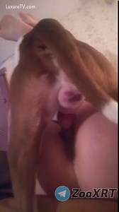 apareamiento en el sofa