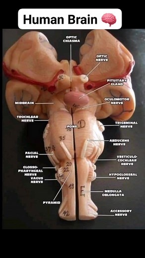 2.1K views · 35 reactions | Human Brain易 #brain #anatomy #brainhealth #brainanatomy #cannula #injecttechnique #woundsuturing #surgery #memory #bloodsample #ipl2023 #FIFAWorldCup #nasogastrictube #cannulation | 퐃퐫. 퐃퐢퐥퐚퐰퐚퐫 퐤퐡퐚퐧 | Facebook